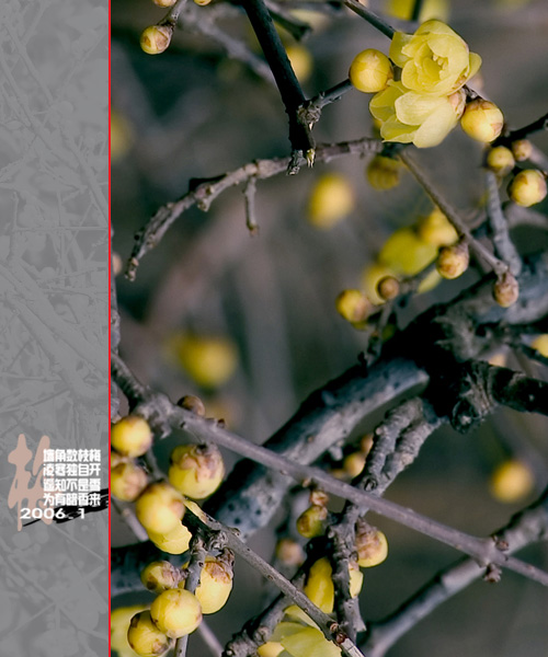 [原创]通州实小寒冬小景