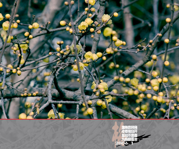 [原创]通州实小寒冬小景