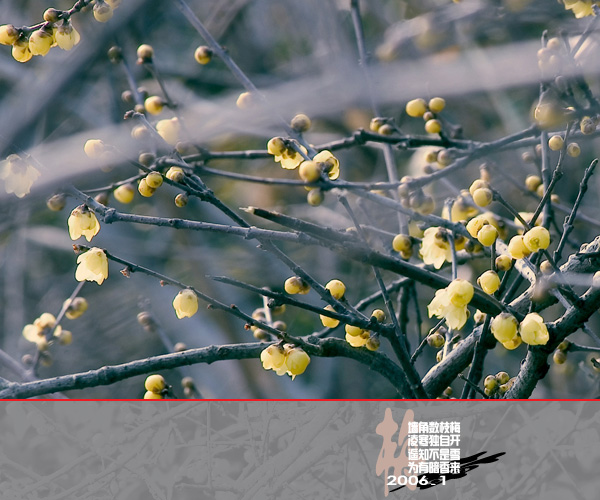 [原创]通州实小寒冬小景