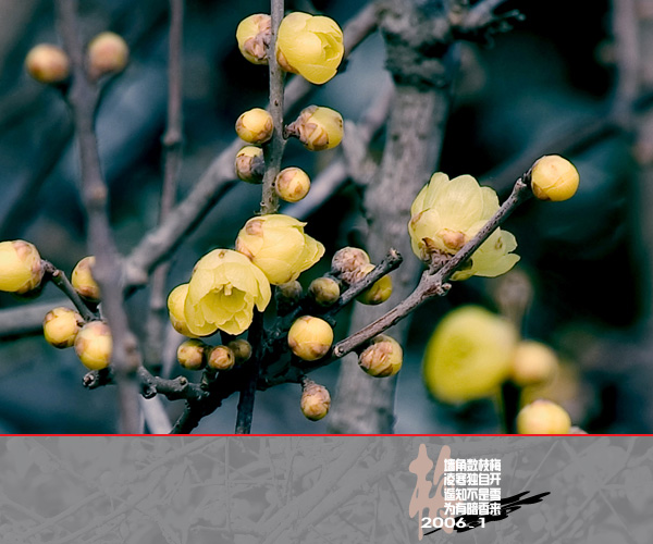 [原创]通州实小寒冬小景