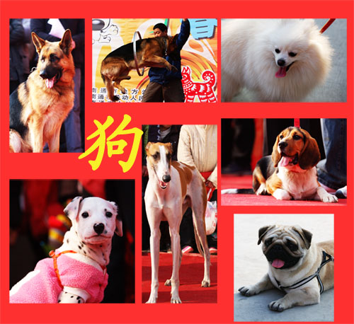 小狗拜年拉.......