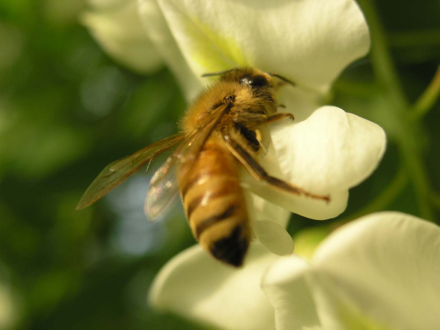 [原创]路边采野花（第三帖，现在不是处女了）