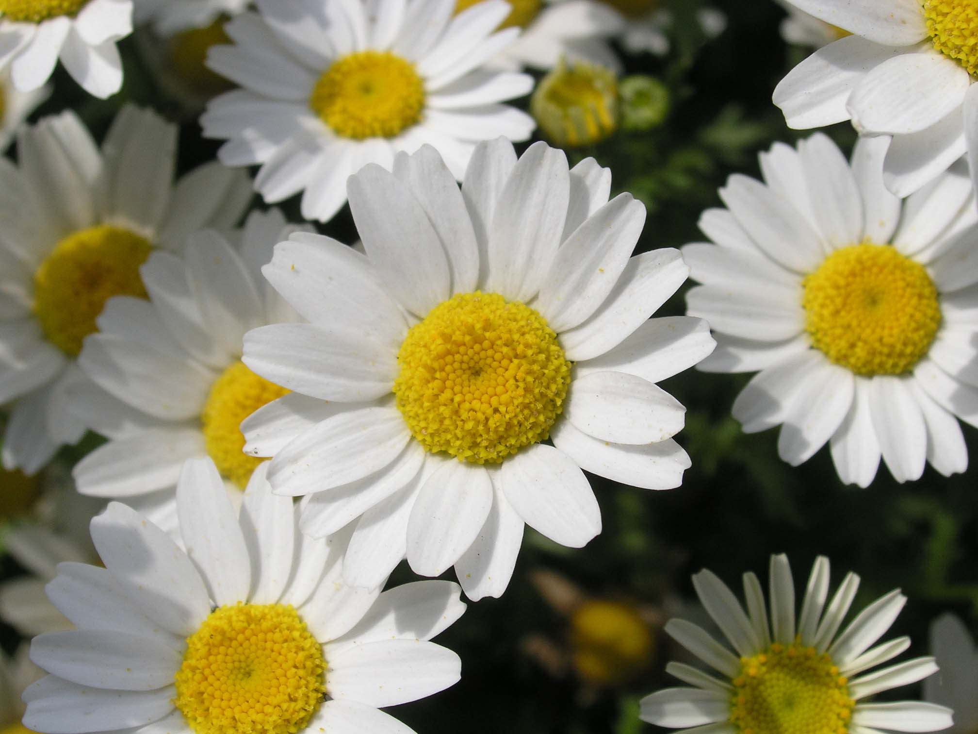 [原创]路边采野花（第三帖，现在不是处女了）