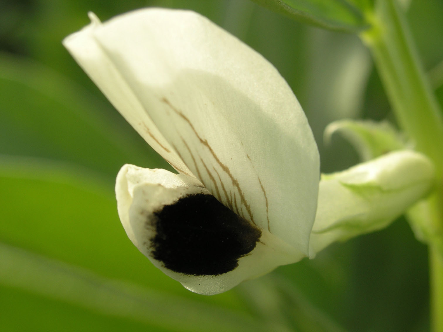 [原创]路边采野花（第三帖，现在不是处女了）