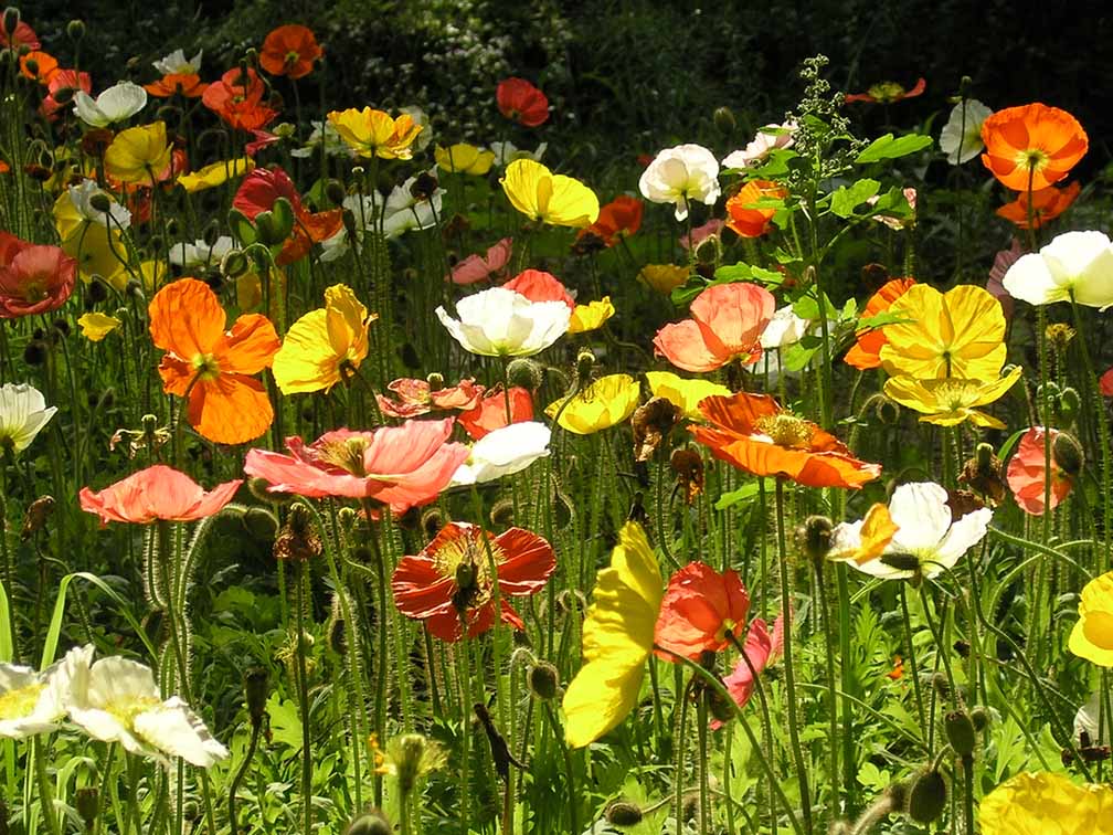 [原创]路边采野花（第三帖，现在不是处女了）