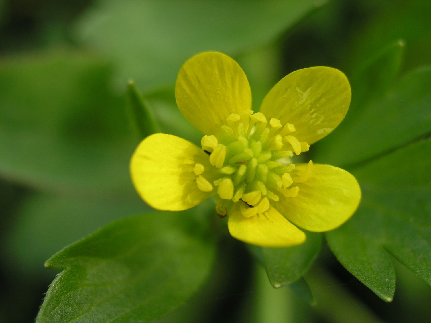 [原创]路边采野花（第三帖，现在不是处女了）