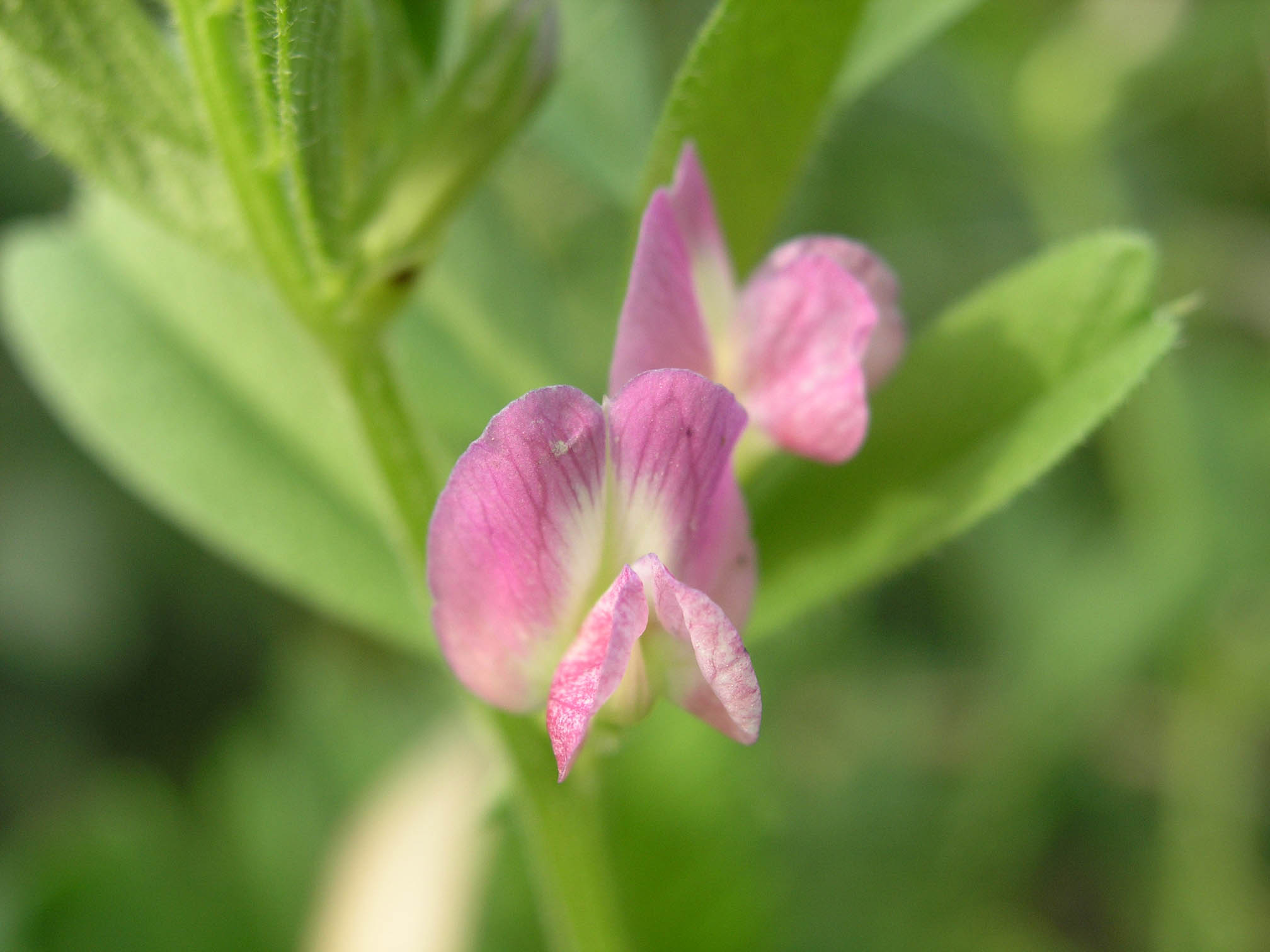 [原创]路边采野花（第三帖，现在不是处女了）