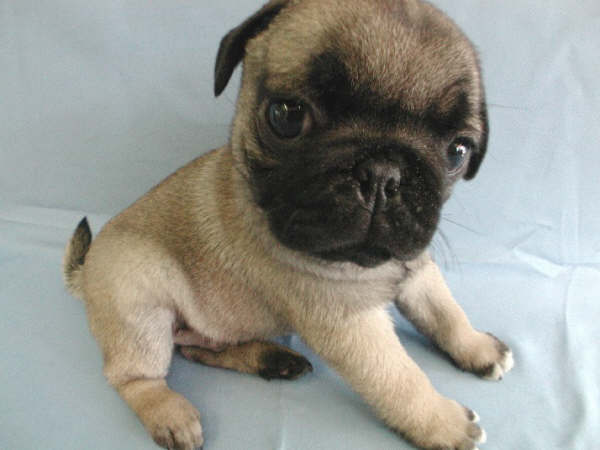 [精华]【马德里不思议】轻快的旋律!