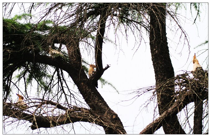 《好多的戴胜鸟》