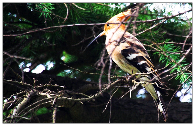 《好多的戴胜鸟》