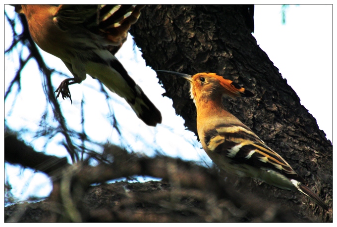 《好多的戴胜鸟》