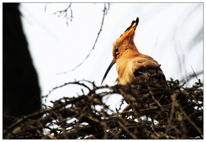 《好多的戴胜鸟》