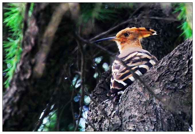 《好多的戴胜鸟》