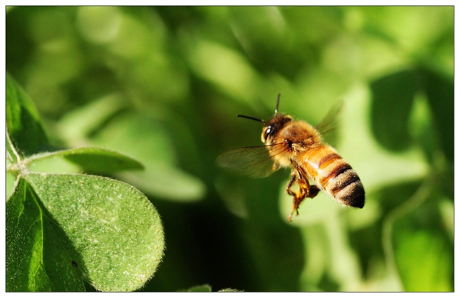 《 蜂 》飞行版