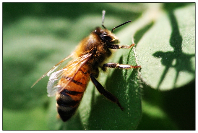 《 蜂 》飞行版