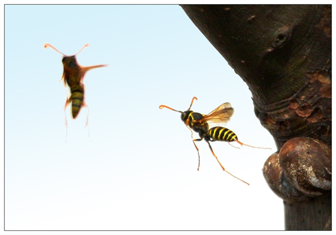 《 蜂 》飞行版