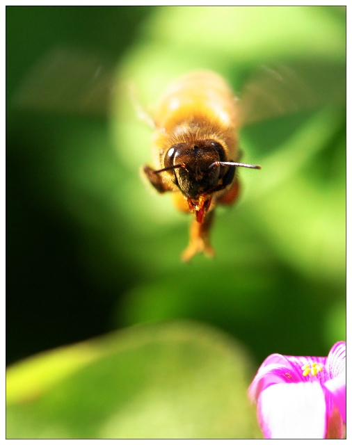 《 蜂 》飞行版