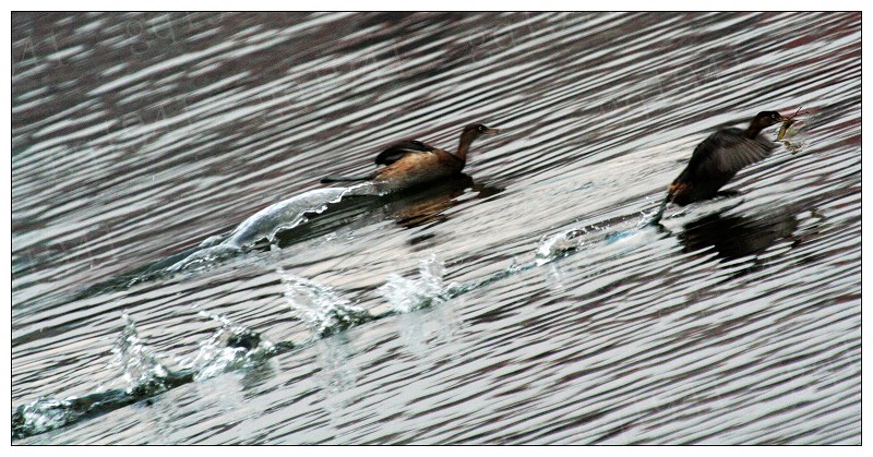 《追虾》飞跑版