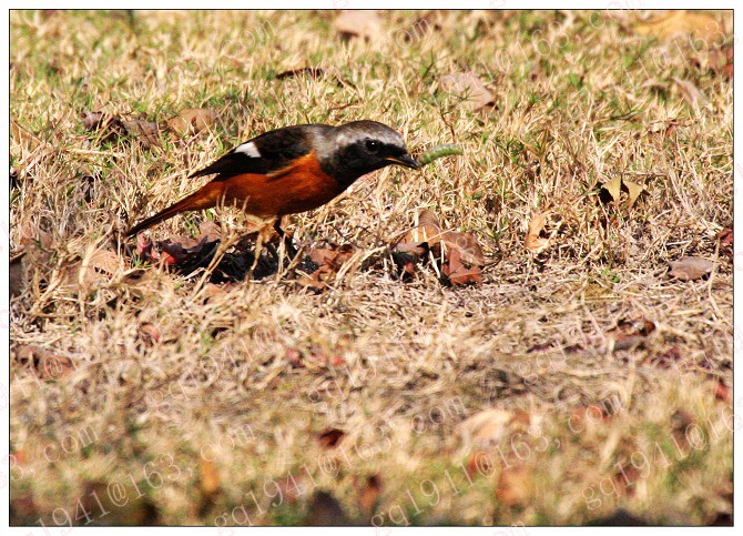 《北红尾鸲》一只不常见的鸟