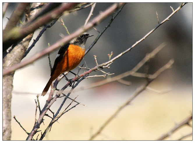 《北红尾鸲》一只不常见的鸟
