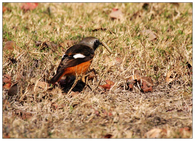 《北红尾鸲》一只不常见的鸟