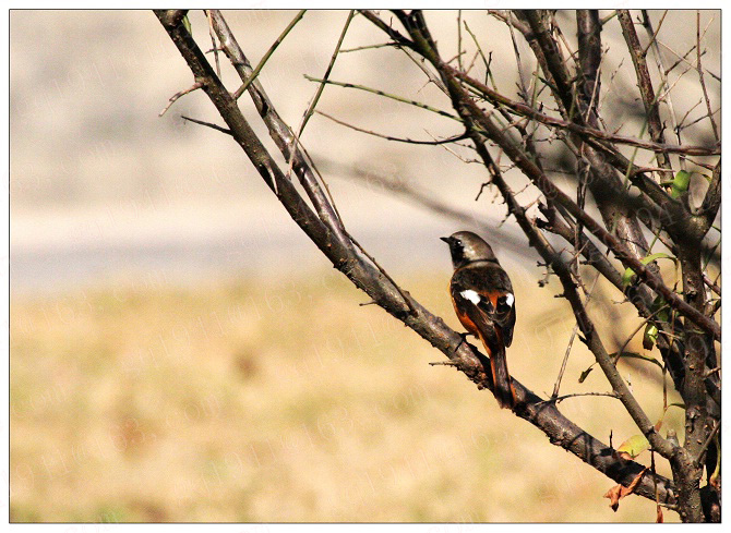 《北红尾鸲》一只不常见的鸟