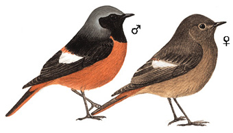 《北红尾鸲》一只不常见的鸟