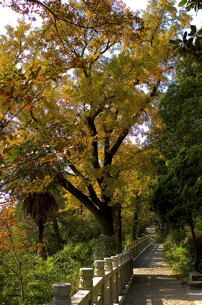 [原创]初冬狼山小景