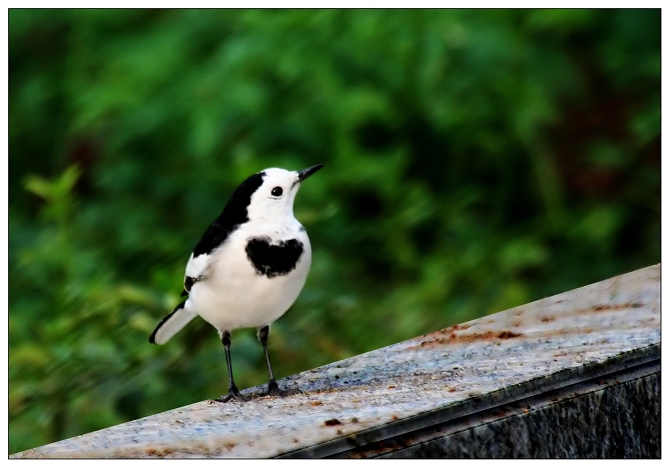 《白鶺鴒和黄鶺鴒》