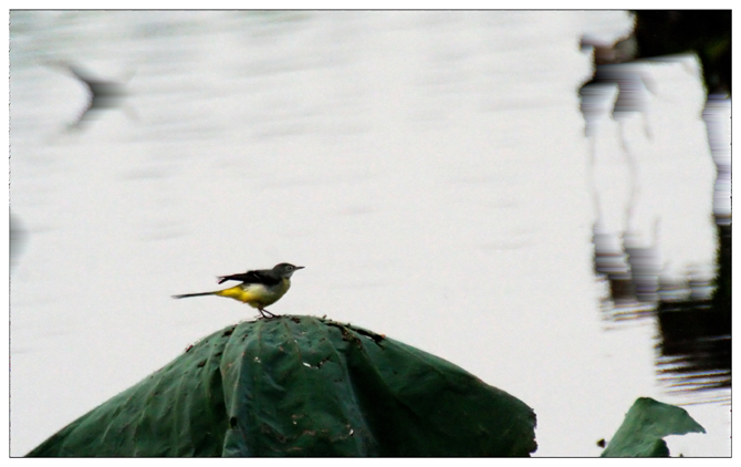 《白鶺鴒和黄鶺鴒》