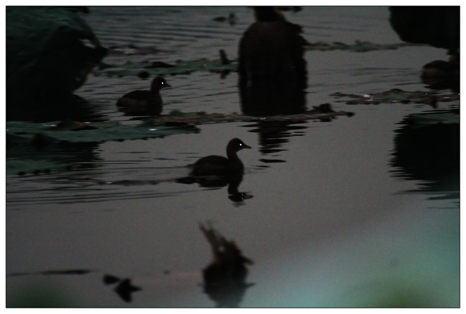 《夜幕下的鸳鸯宝宝》