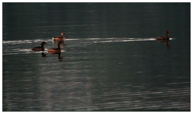《夜幕下的鸳鸯宝宝》