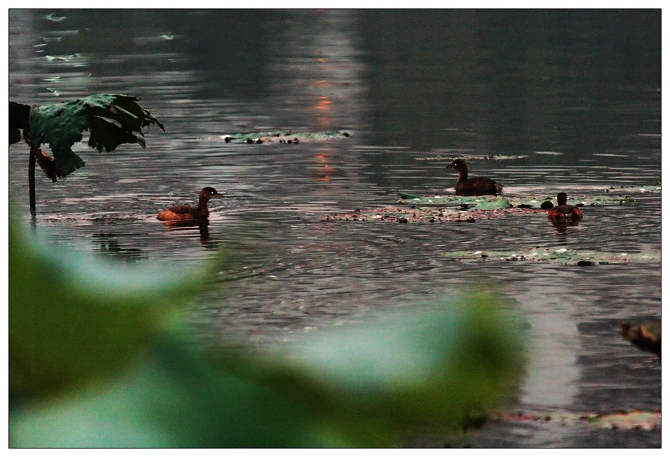 《夜幕下的鸳鸯宝宝》