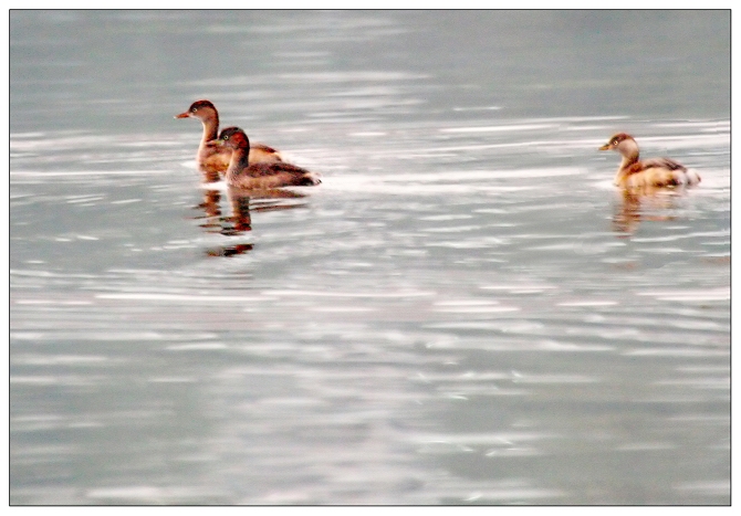 《夜幕下的鸳鸯宝宝》