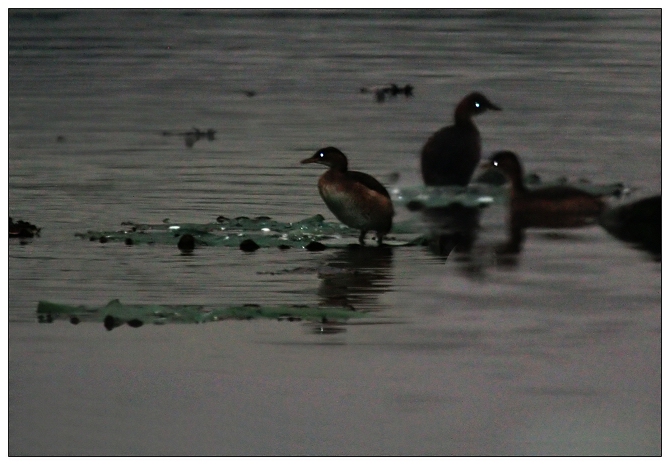 《夜幕下的鸳鸯宝宝》