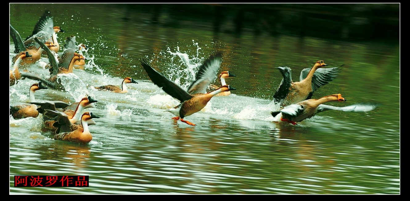 [原创]欲飞---摄于溱湖湿地