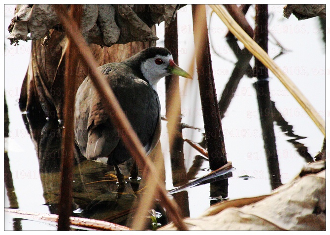 《晴天有惊喜》