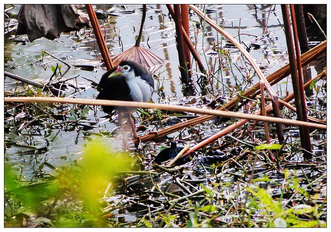 《传说中的關雎》小DC也打鸟有EXIF