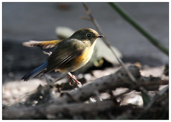 《红胁兰尾鸲》