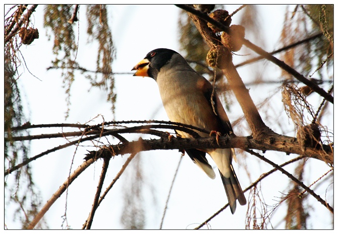 《黑尾蜡嘴雀》