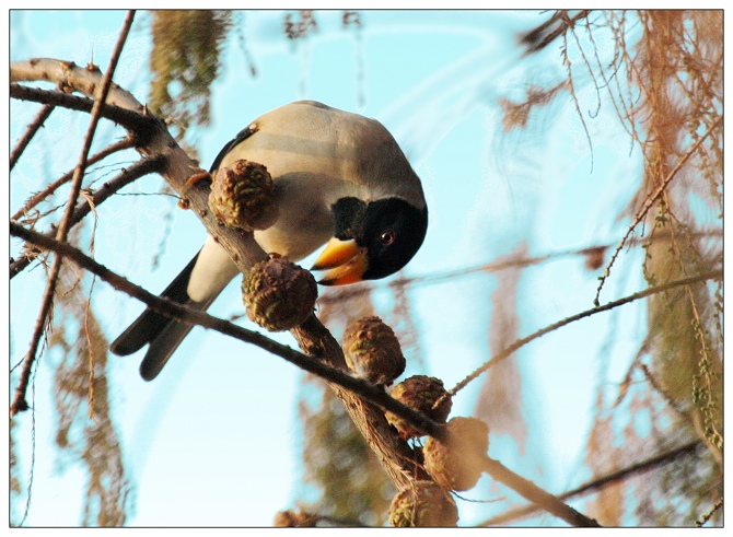 《黑尾蜡嘴雀》