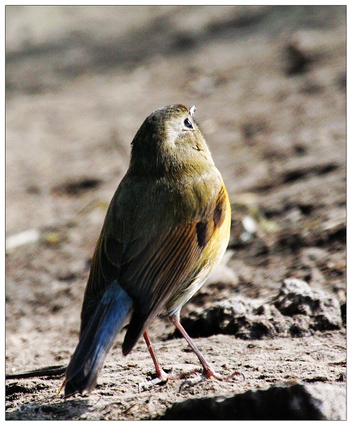 《红胁兰尾鸲》