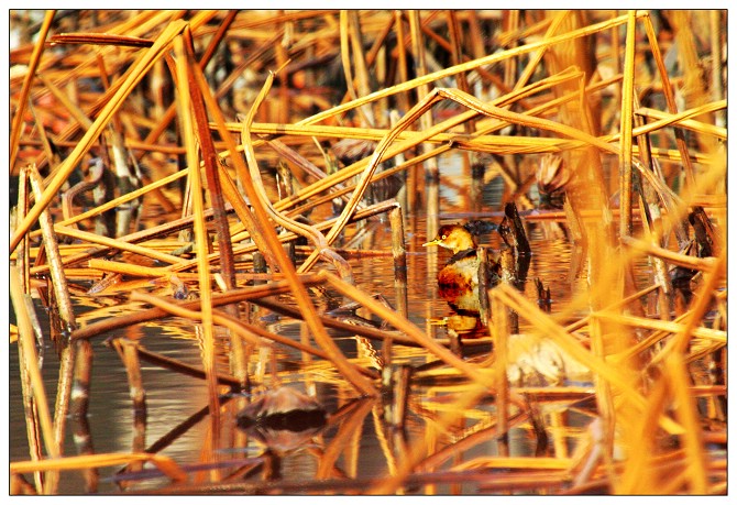 《满城黄金甲》