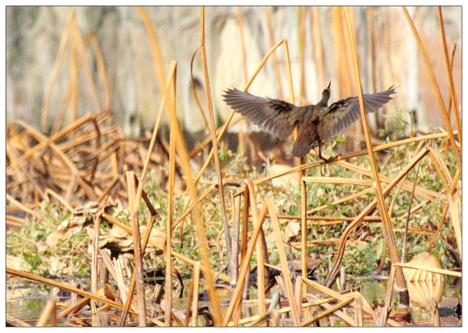 《满城黄金甲》
