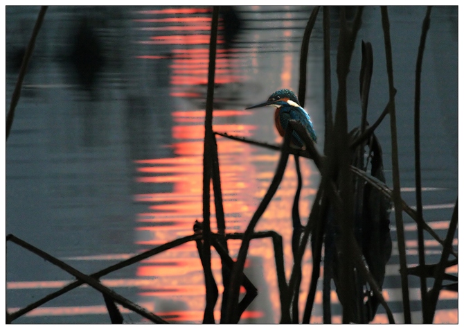 《暮色匆匆入荷塘》