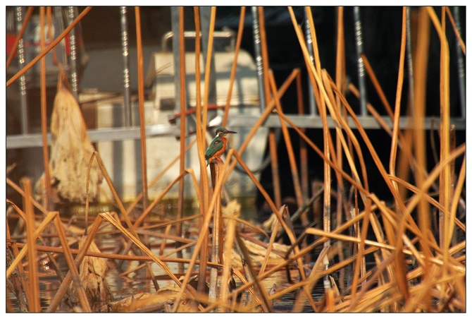 《电视台的快艇码头》