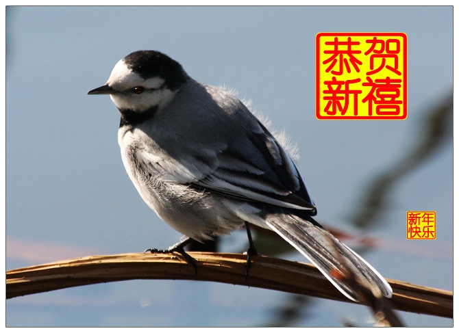 祝 《濠滨论坛》朋友们新年快乐