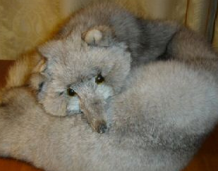 [建议]闲置狐狸围巾低价卖了