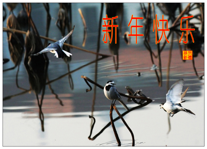 祝 《濠滨论坛》朋友们新年快乐
