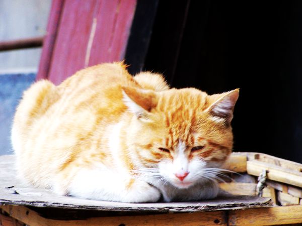 边走边拍之湘西凤凰之洛阳龙门之华山论剑